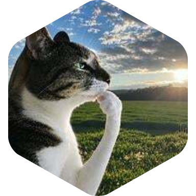 Thinking Cat